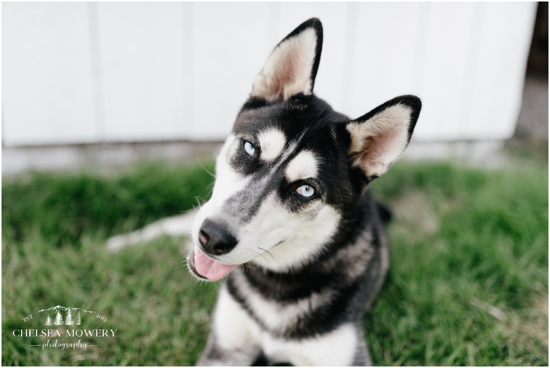 sandpoint pet photography | siberian husky puppy