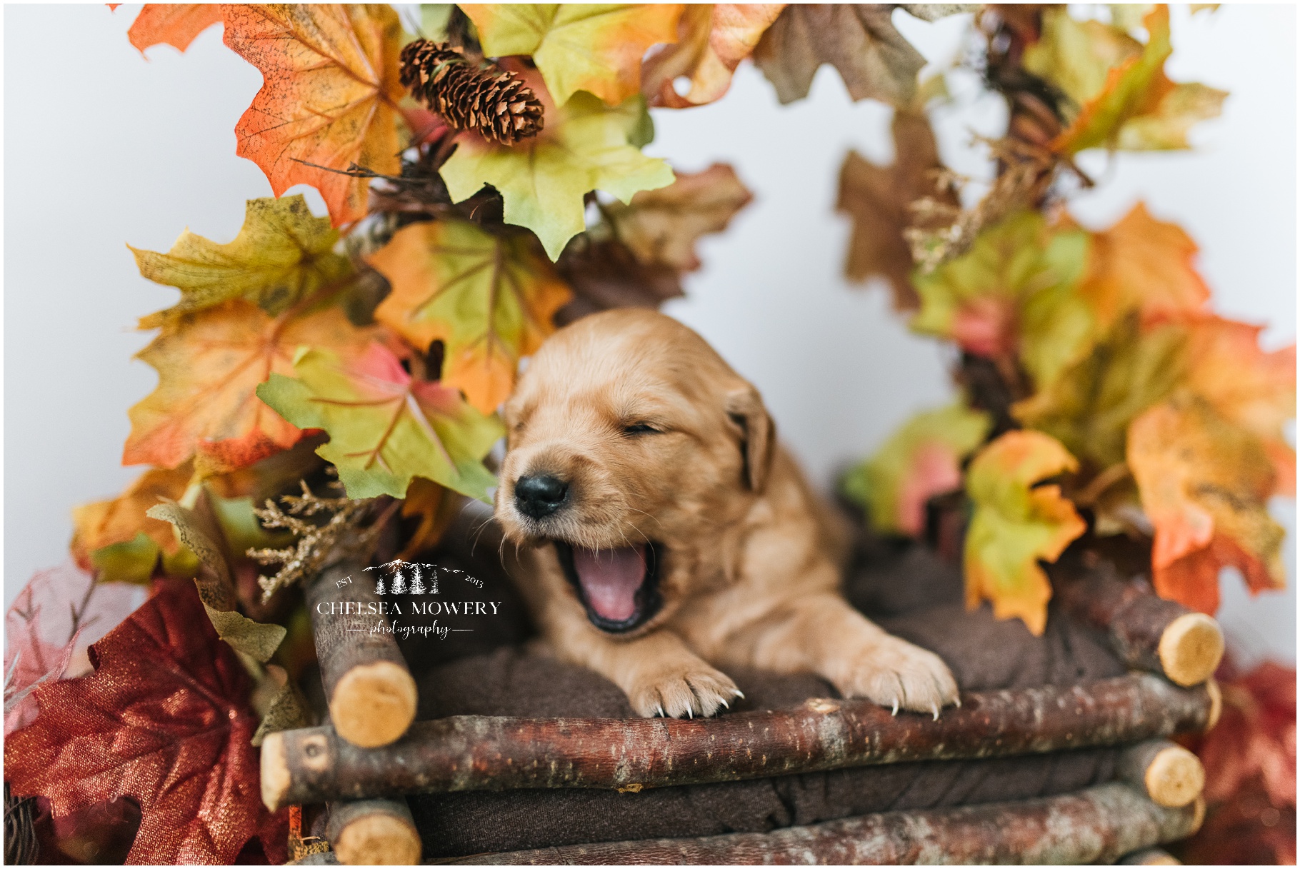 yawning puppy | sandpoint pet photography