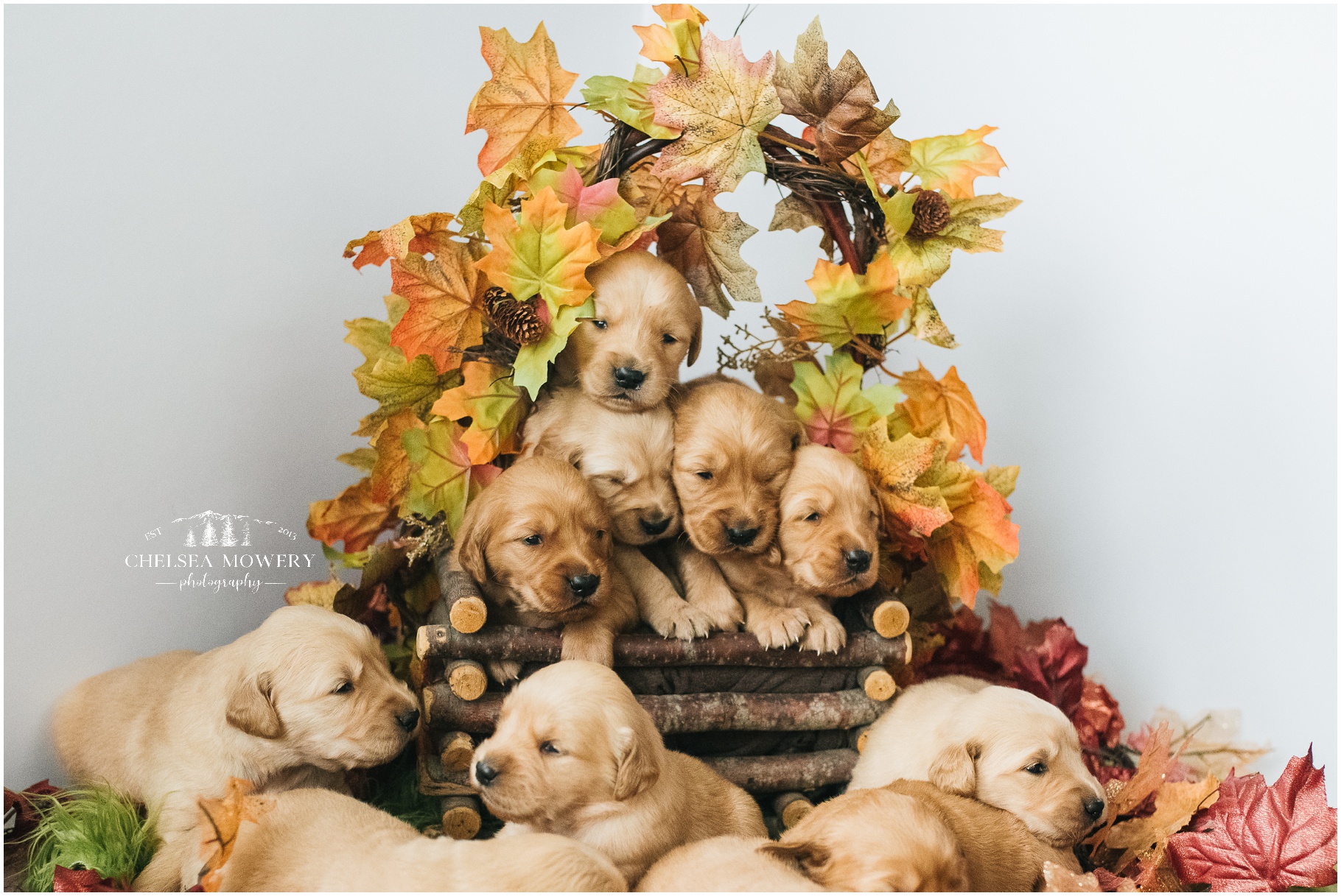 sandpoint pet photographer | golden retriever puppies
