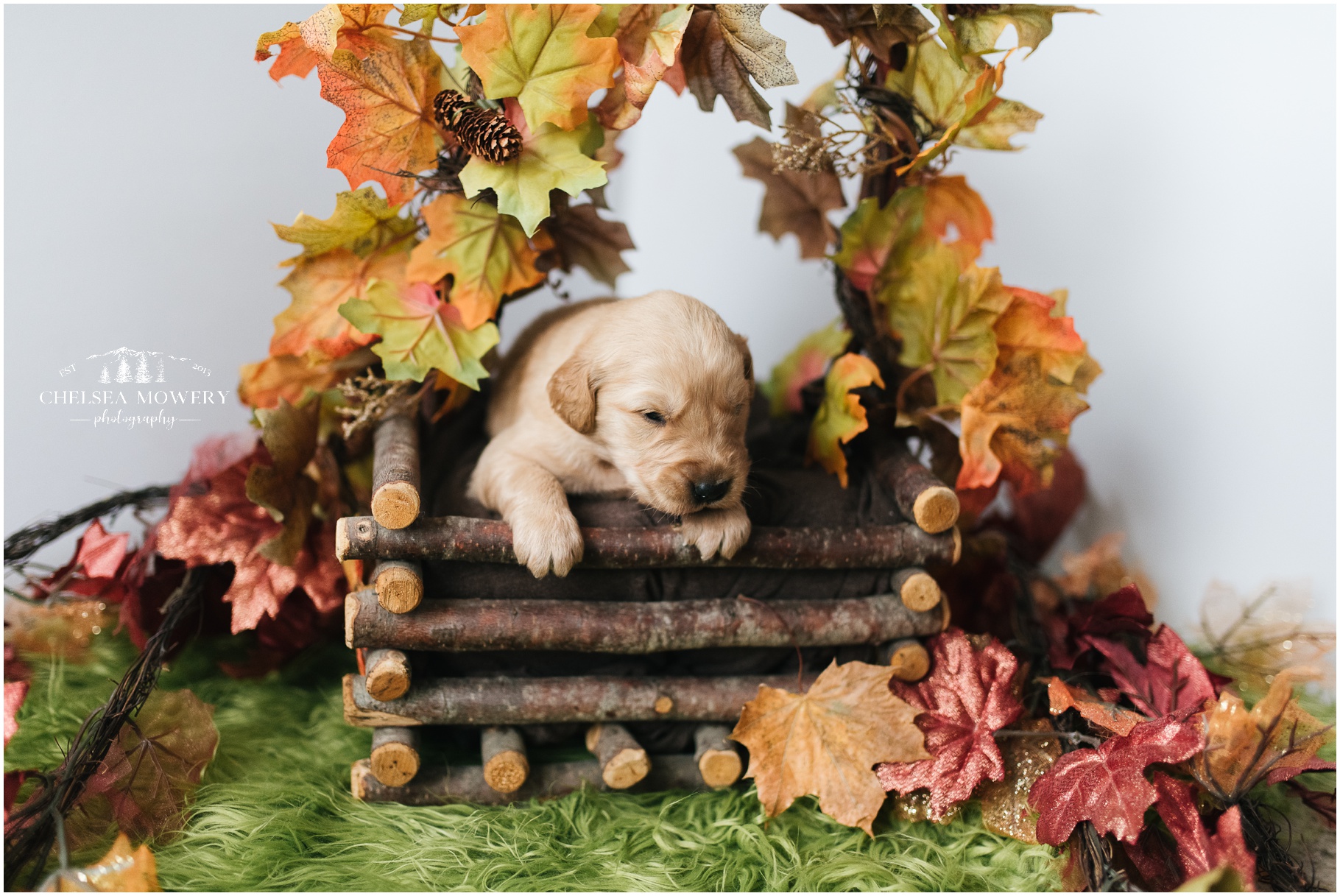 puppy photography | fall pet photos