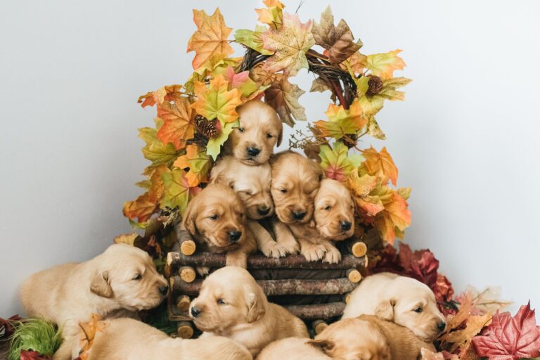 Sandpoint Pet Photographer | Fall-Themed Golden Retriever Puppies