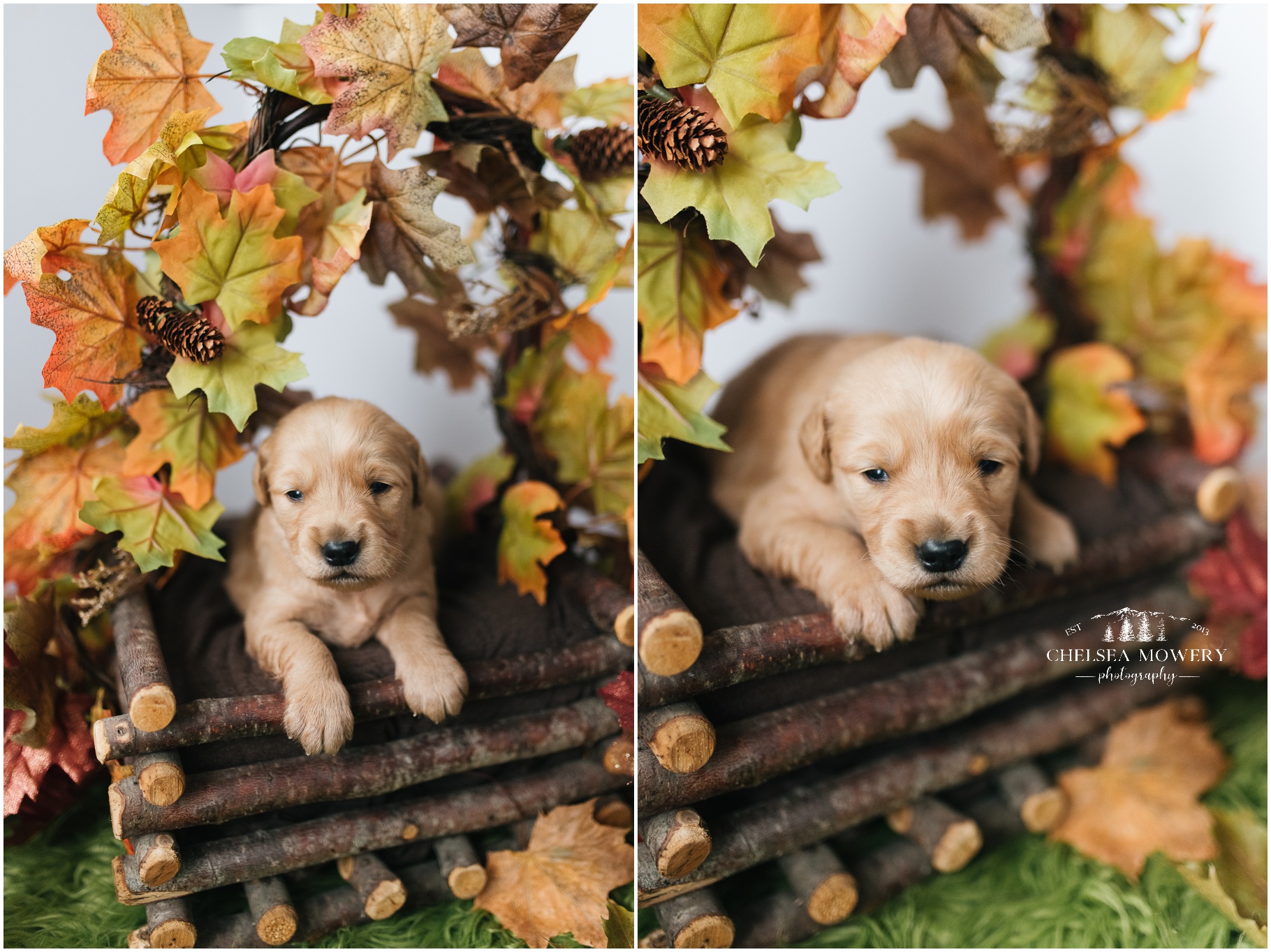 male golden retriever | puppies for sale