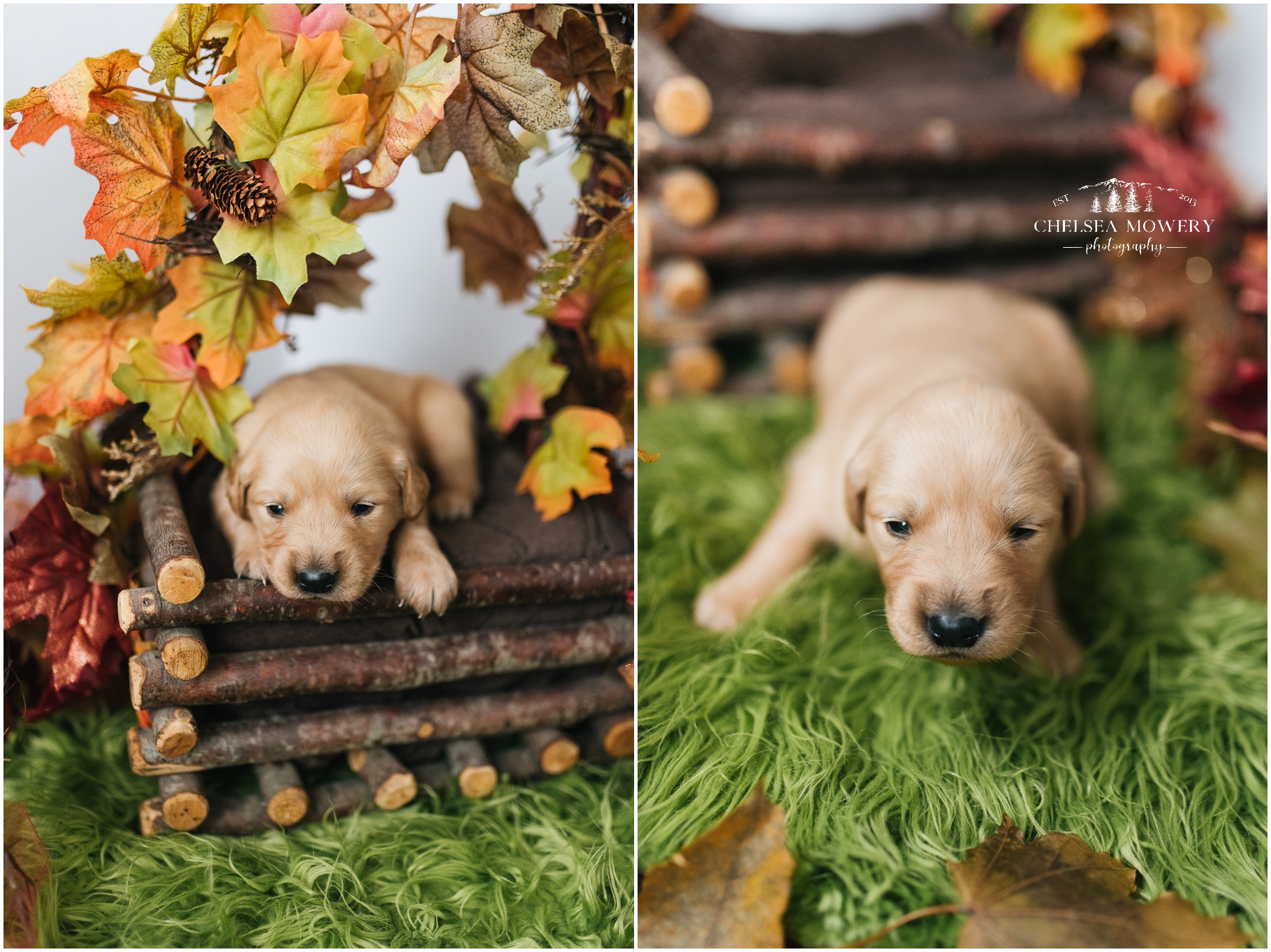 fall pet photography | golden retriever puppies