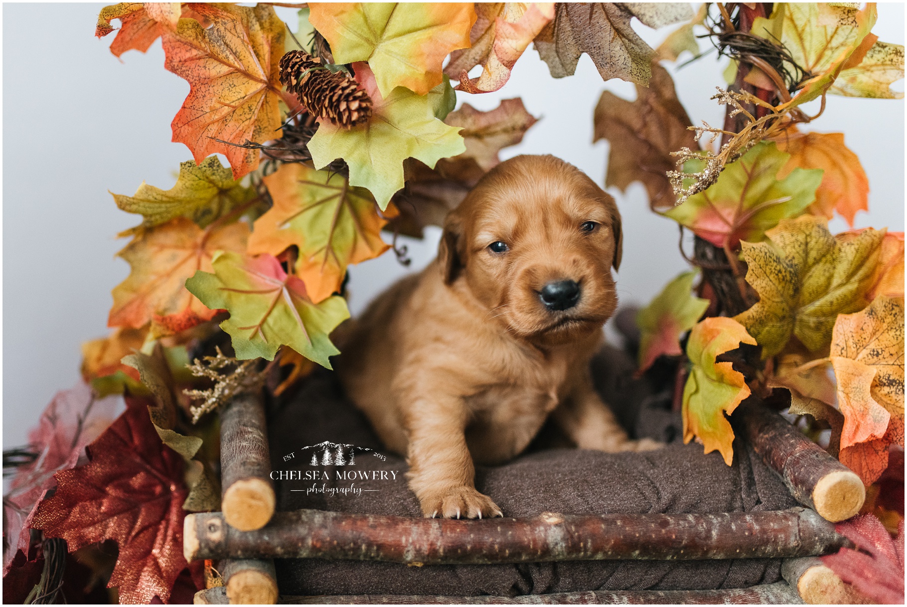 red golden retriever | sandpoint pet photographer