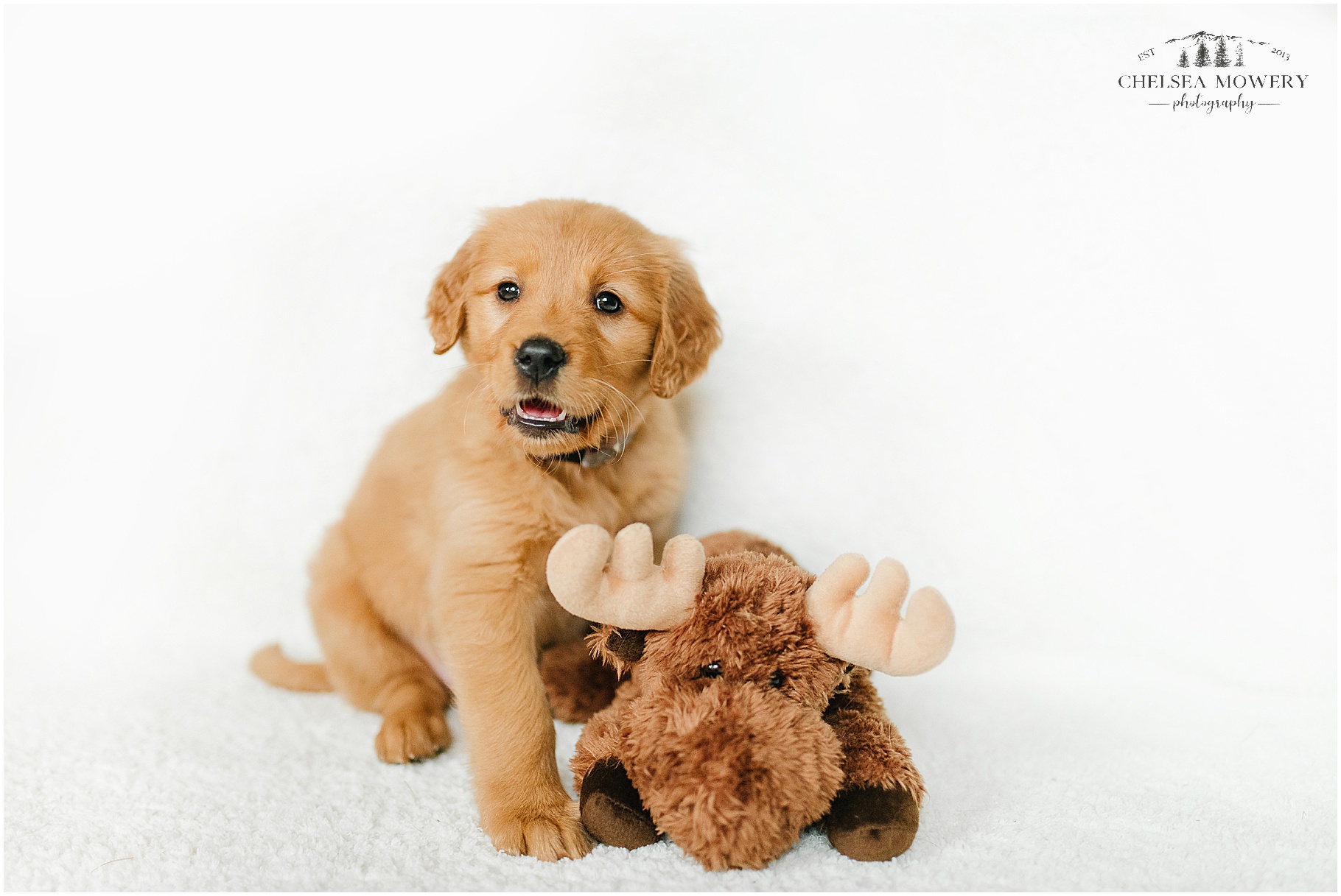 golden retriever puppy | pet photographer