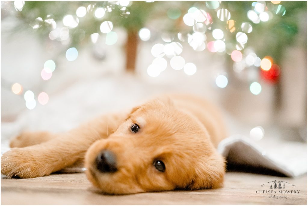 christmas puppy | golden retriever puppy