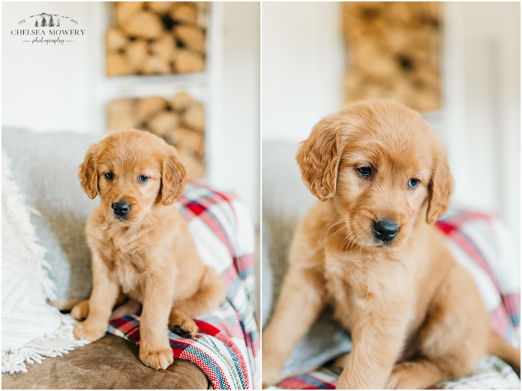 christmas puppy pictures | sandpoint photographer