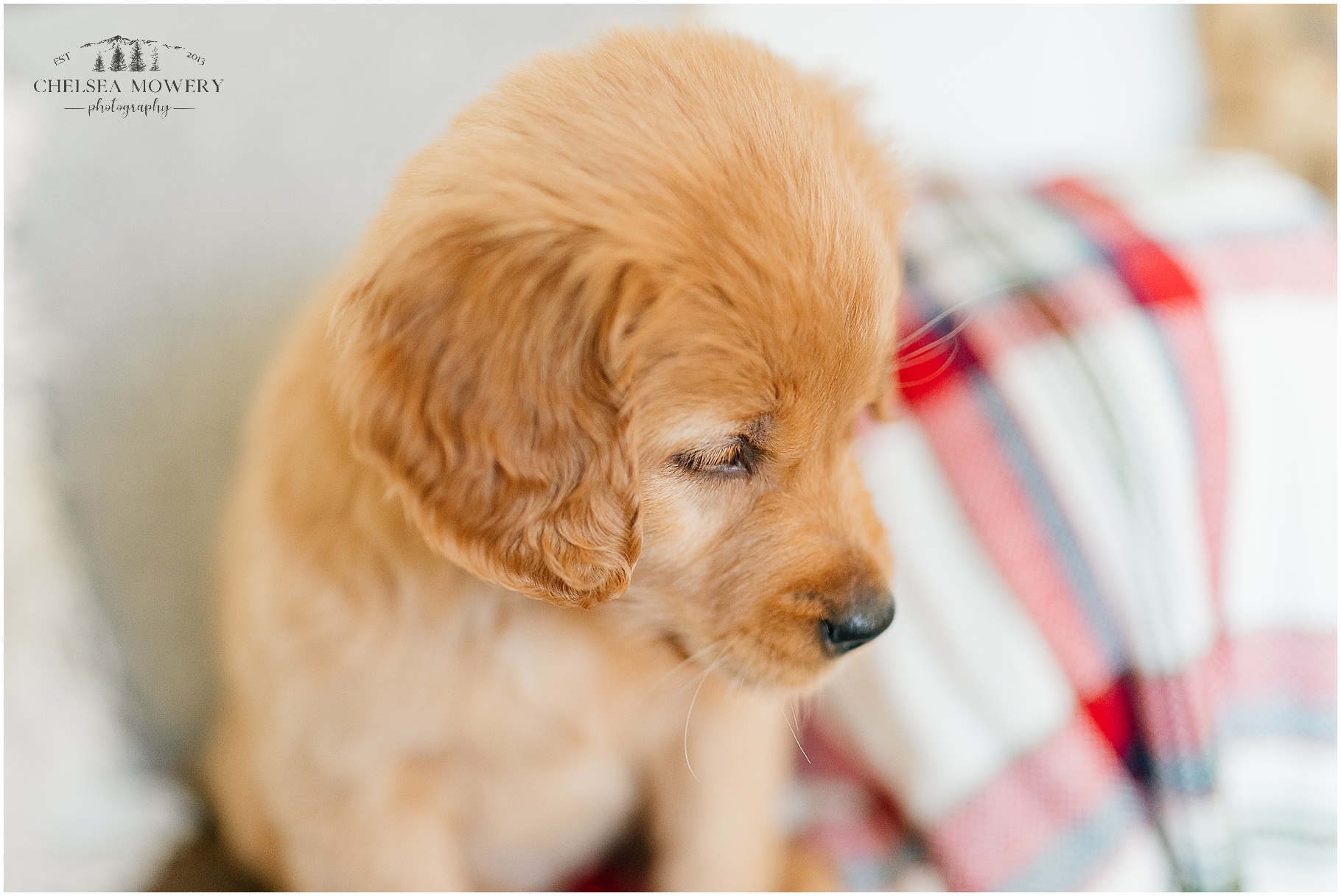 best pet photographer | golden retriever puppy