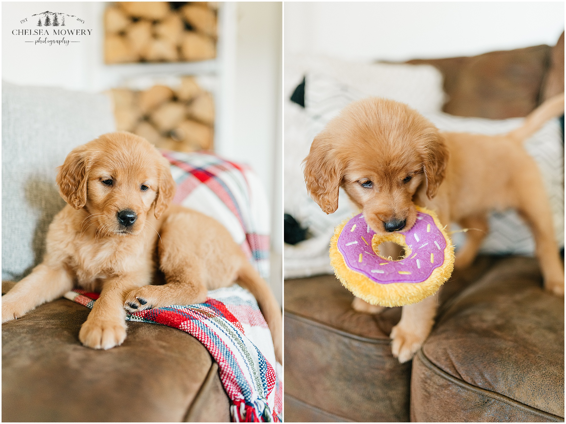 cutest puppy ever | golden retriever photos