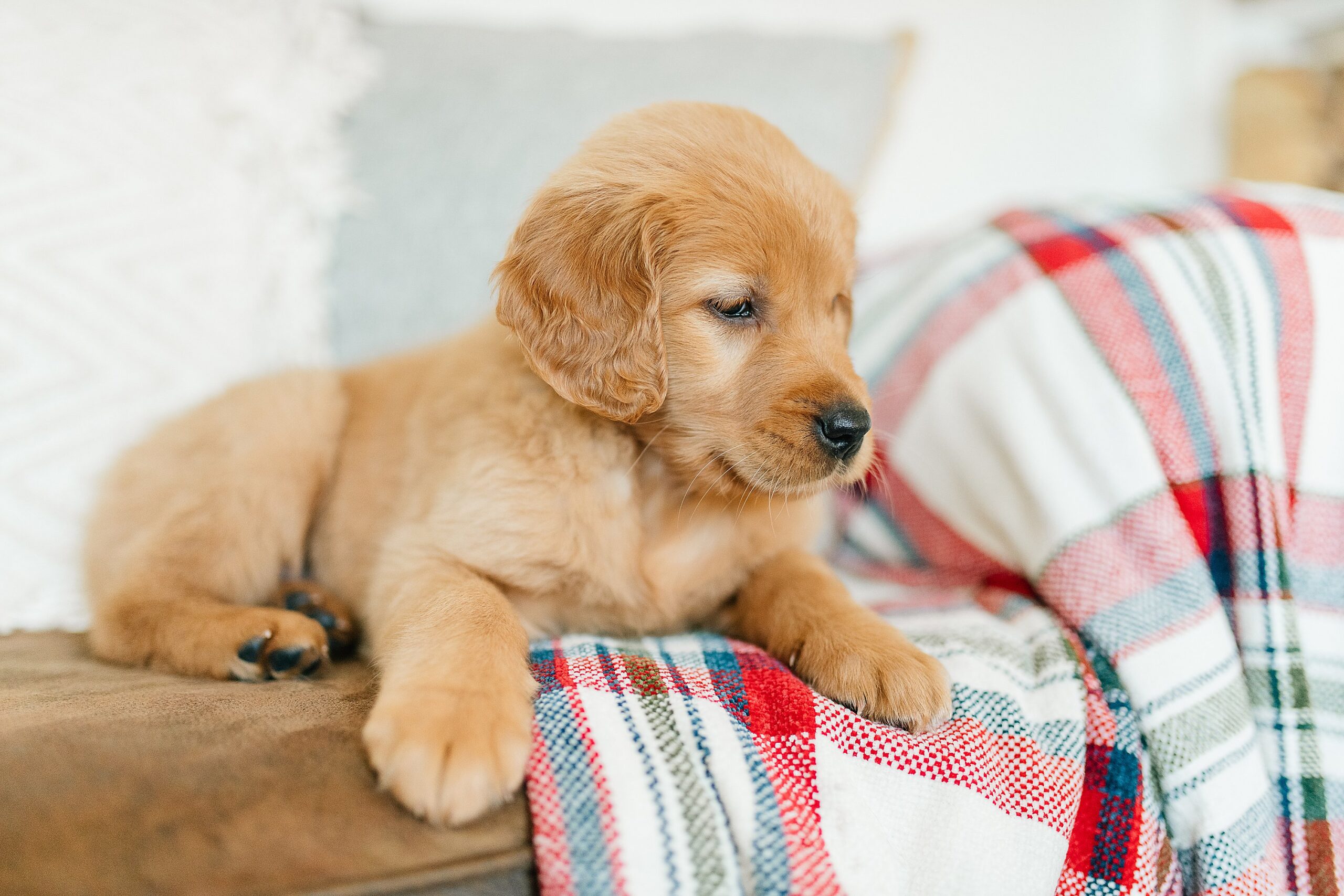 pet photography | golden retriever puppy