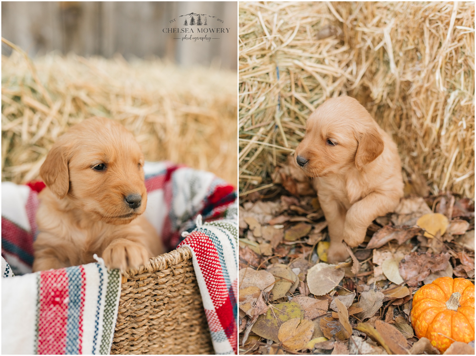golden retriever puppies | fall pet photography