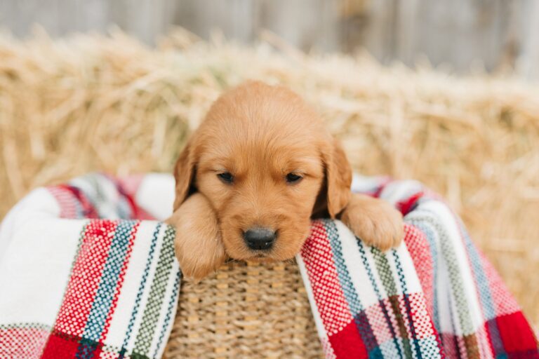 Golden Retriever Puppies | Sandpoint, Pet Photographer