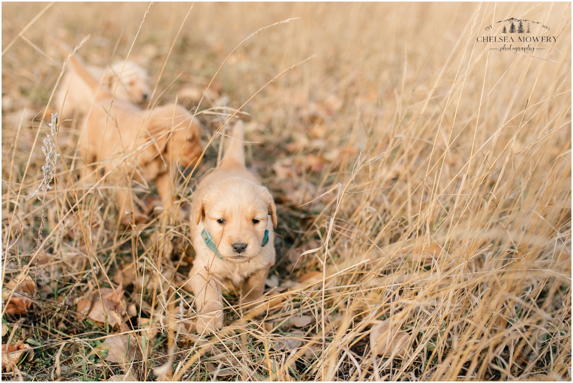 farm puppies | golden retriever puppy photos
