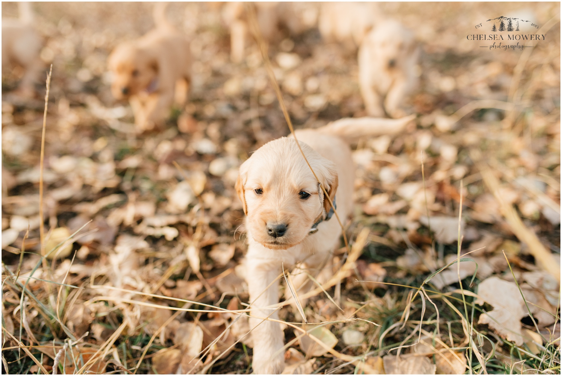 golden retriever puppies | fall pet photography