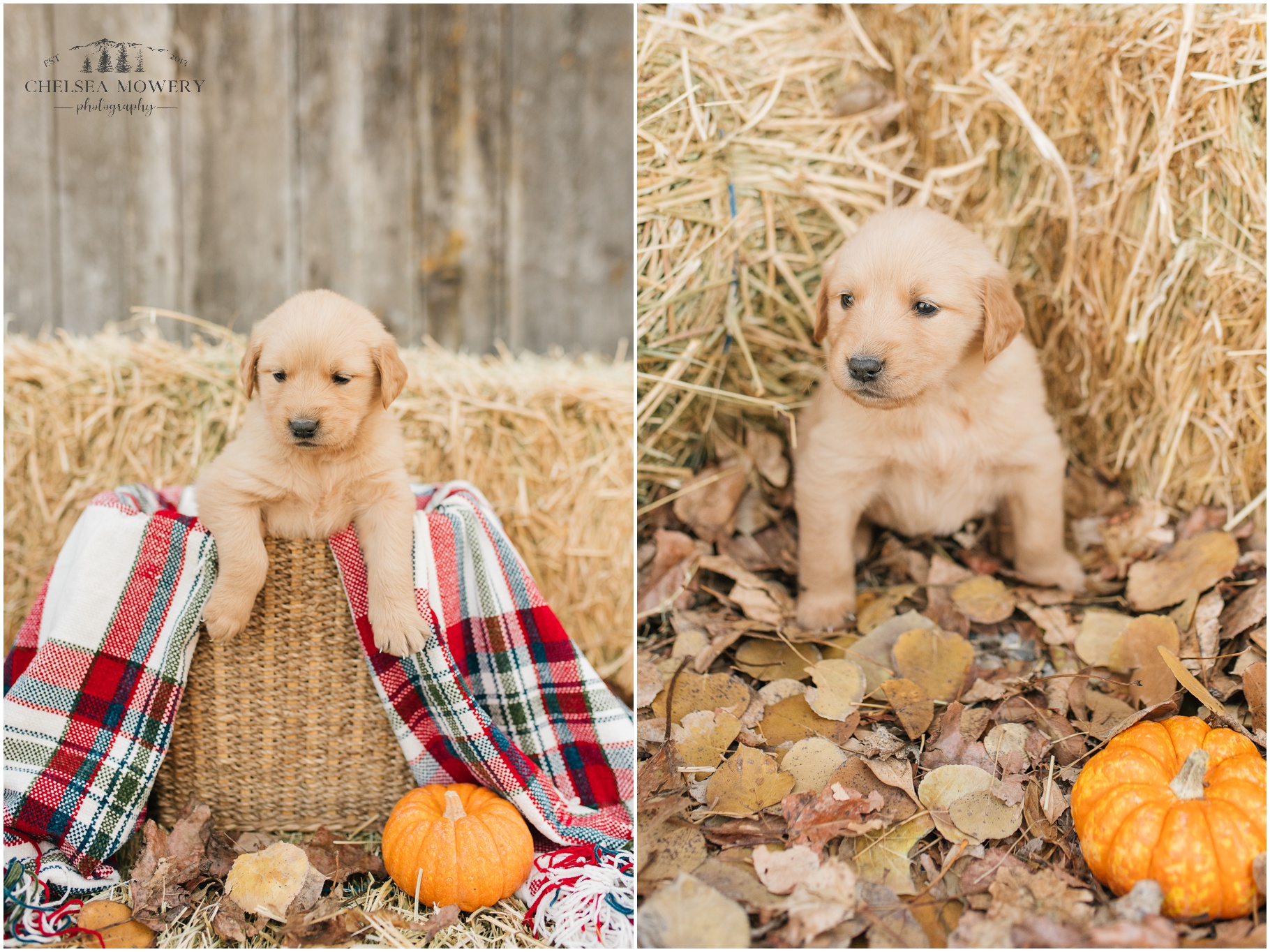 fall pet photos | golden retriever styled shoot