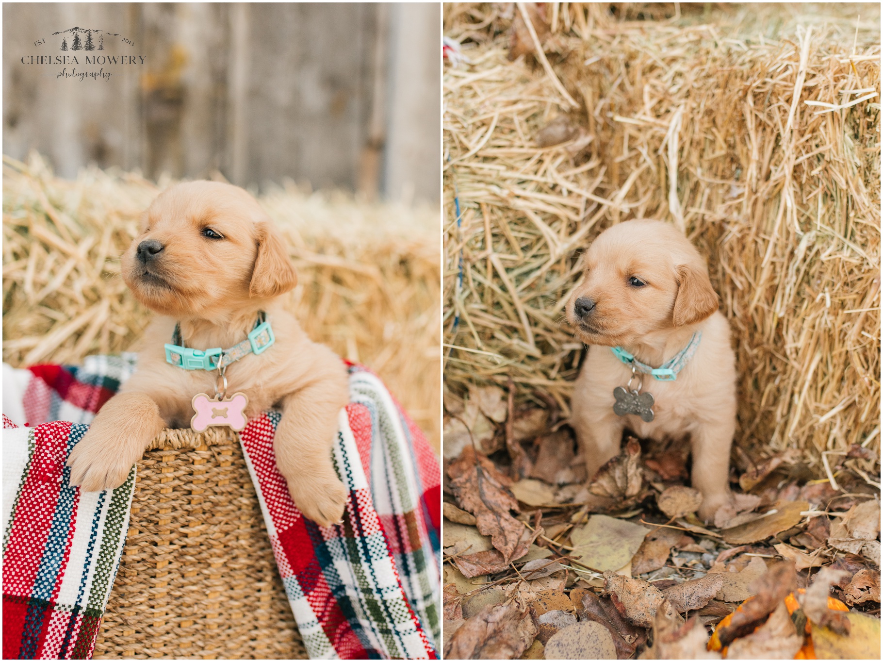 puppy photography | sandpoint fall photos